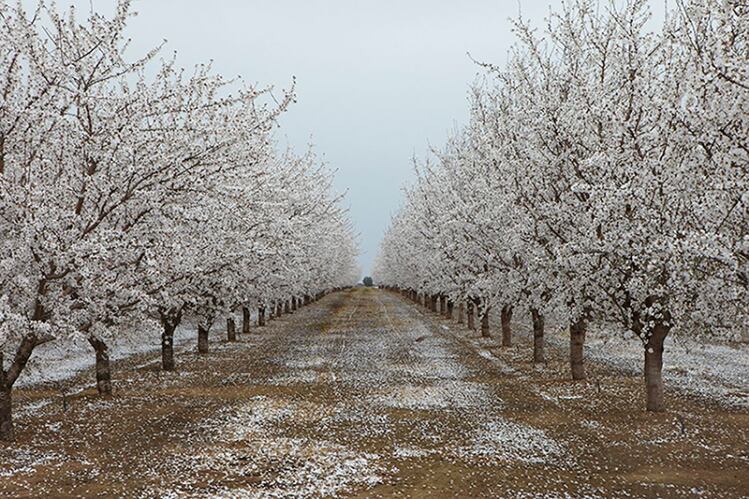 almond-bloom-pic-credit-Almond-Board-of-California.png