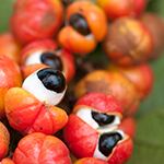 guarana-157648588150.jpg