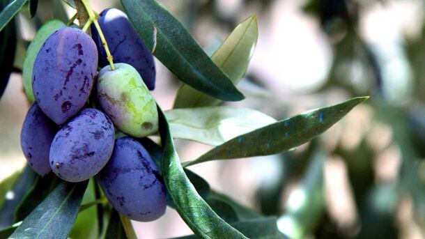 Olives-from-Gaea.jpg