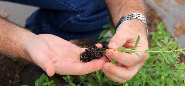 stevia_seedling-Sweet-Green-Fields.jpg