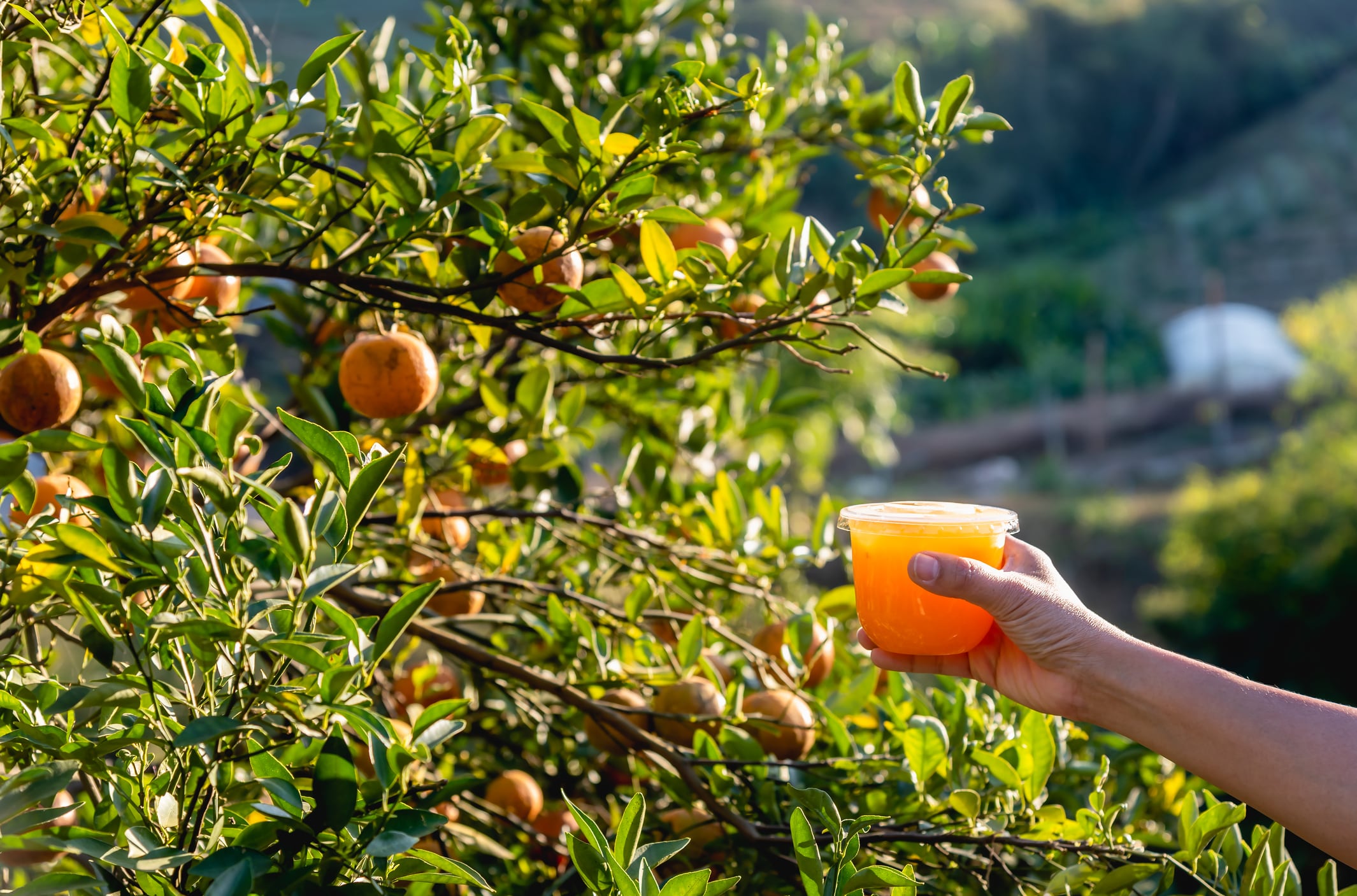 Can a lower Brix standard help orange juice manufacturers?