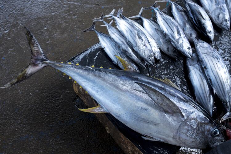 Almost 90% of marine species at risk under high emissions scenarios: ‘Mitigation needs to occur now’