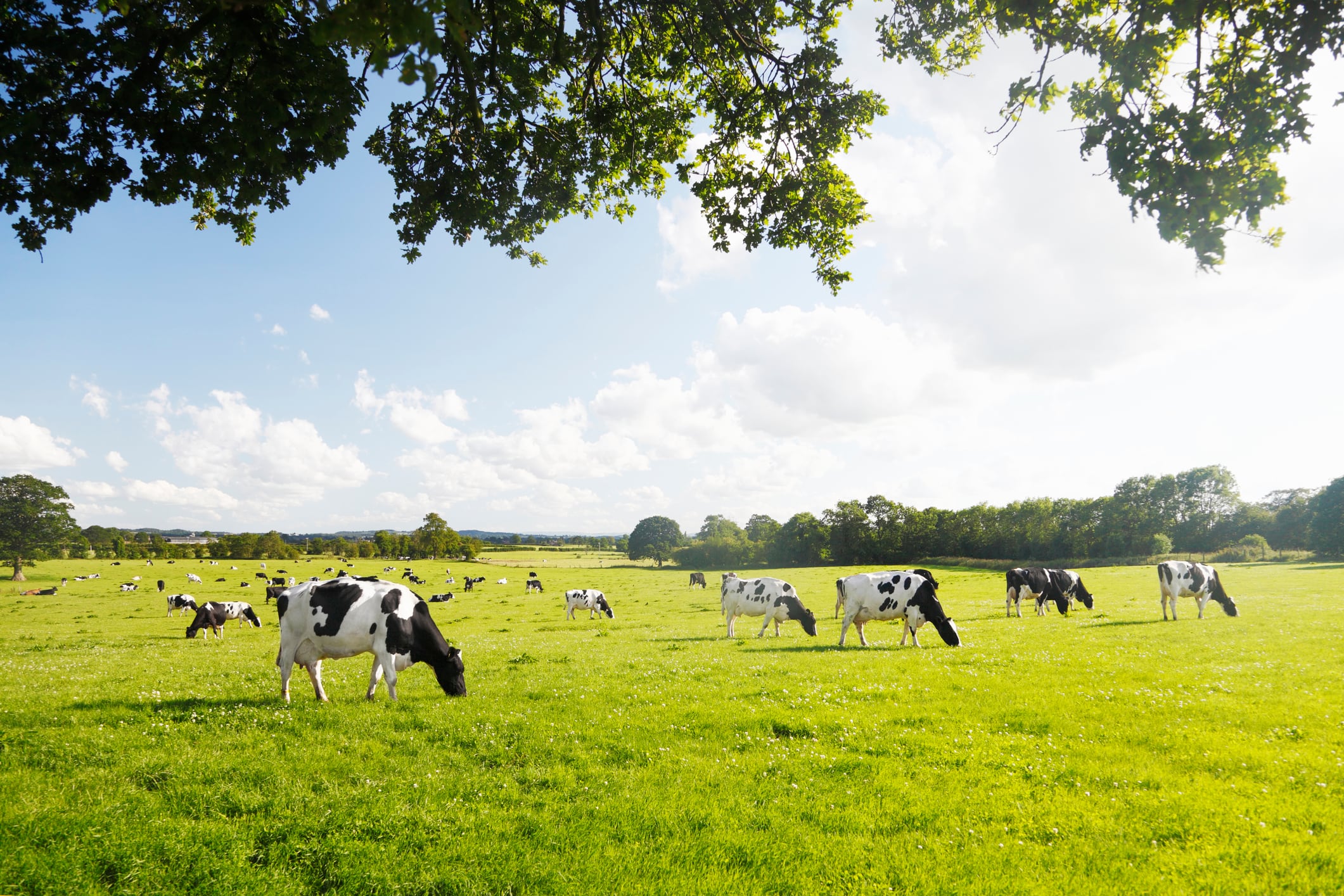 Friesian cattle in a farmers field taken from under a tree.