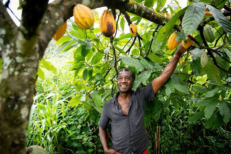 cocoa-farmer-Media-Lens-King.jpg