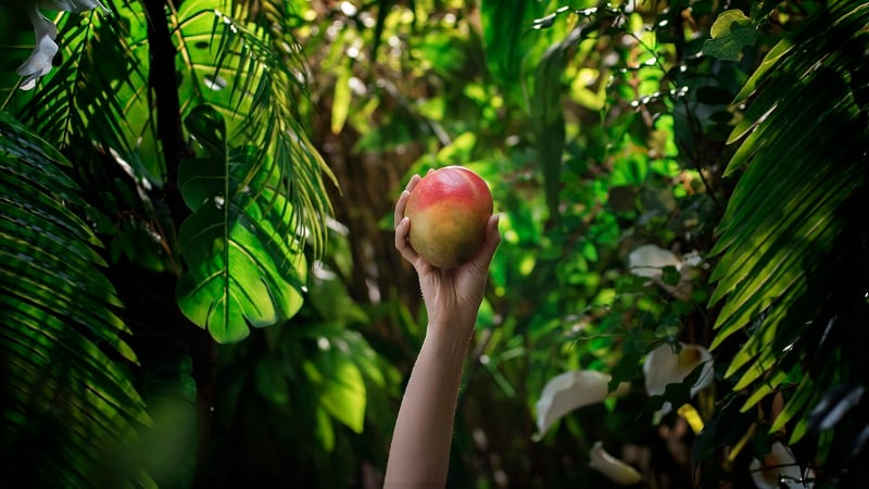 Dole Packaged Foods navigates trade challenges to make 2025 the ‘year of the mango’ 