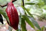 red-cocoa-bean-istock-David-L-Amsler.jpg