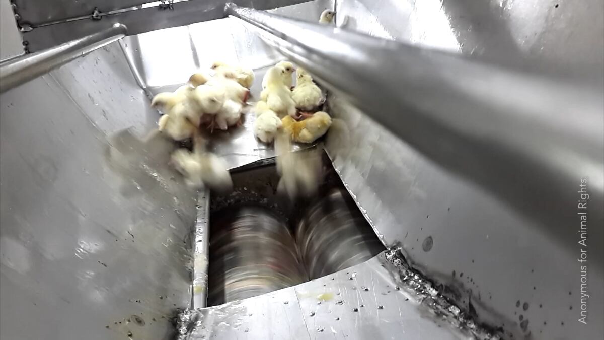 These-live-chicks-were-ground-up-in-macerator.jpg