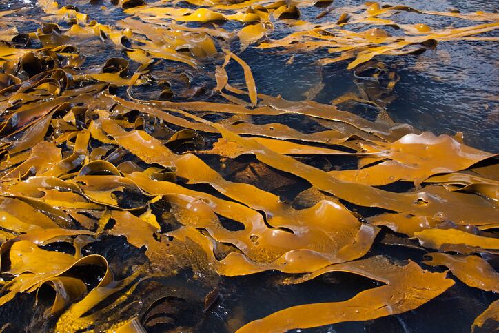 “Beyond kelp”: USDA, Springtide Seaweed partner to tackle cultivation challenges and boost growth