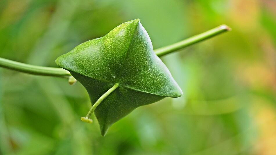 Sacha Inchi: A super seed ready for prime time? Amazon Health Products debuts Starseed brand