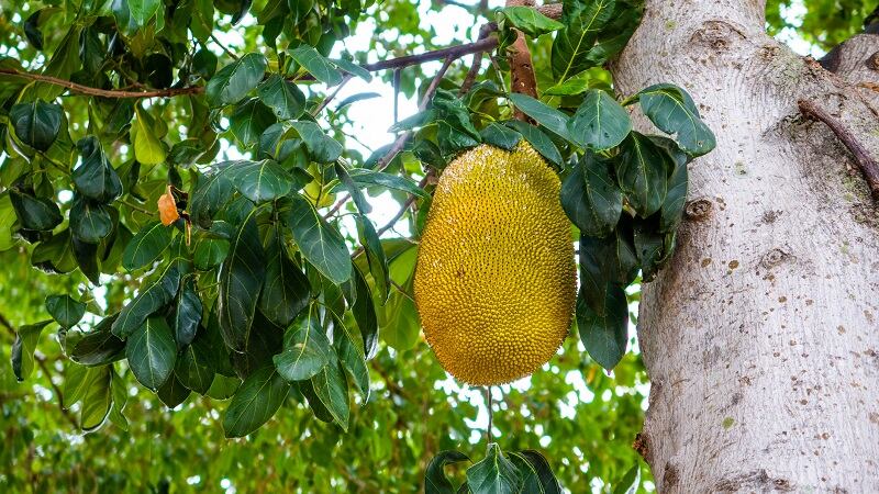 Fiber Foods eyes global expansion for dried jackfruit ingredient with help of PeakBridge funding