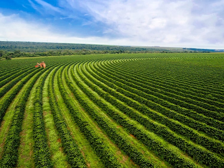 Coffee-farm-GettyImages-wsfurlan.jpg