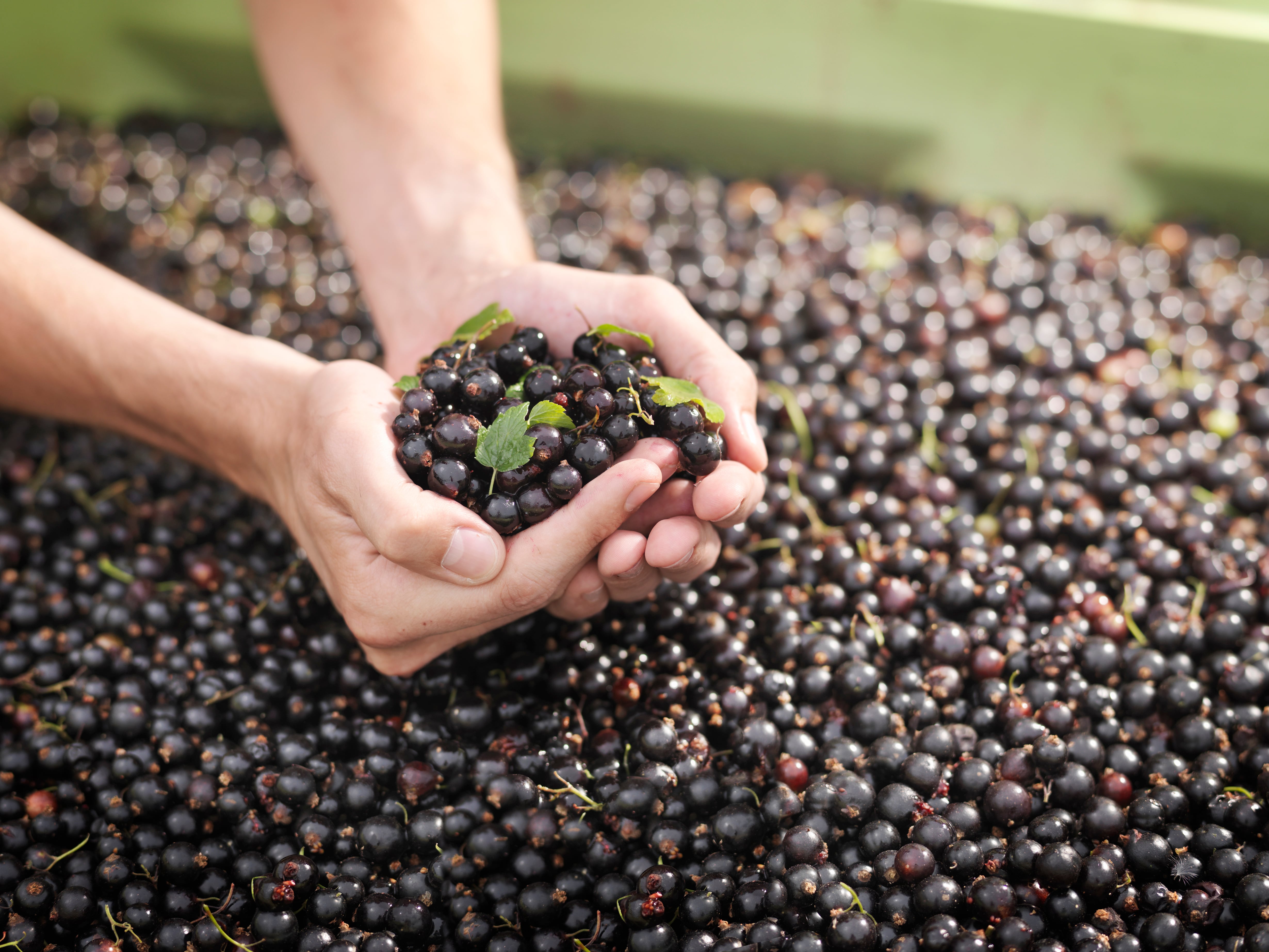 McCormick & Company named black currant its Flavor of the Year for 2026.