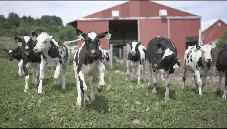 Chobani-cows.jpg