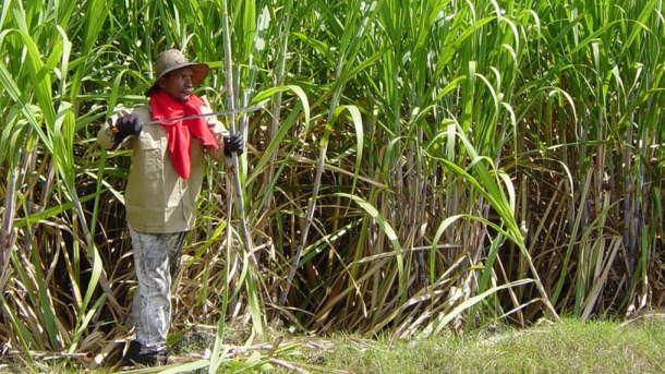 Sugar-cane-harvesting.jpg