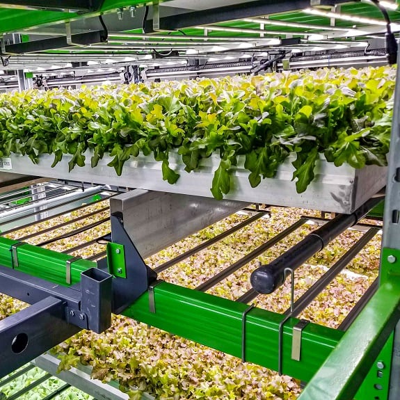 Baltimore-Grow-Room.jpg