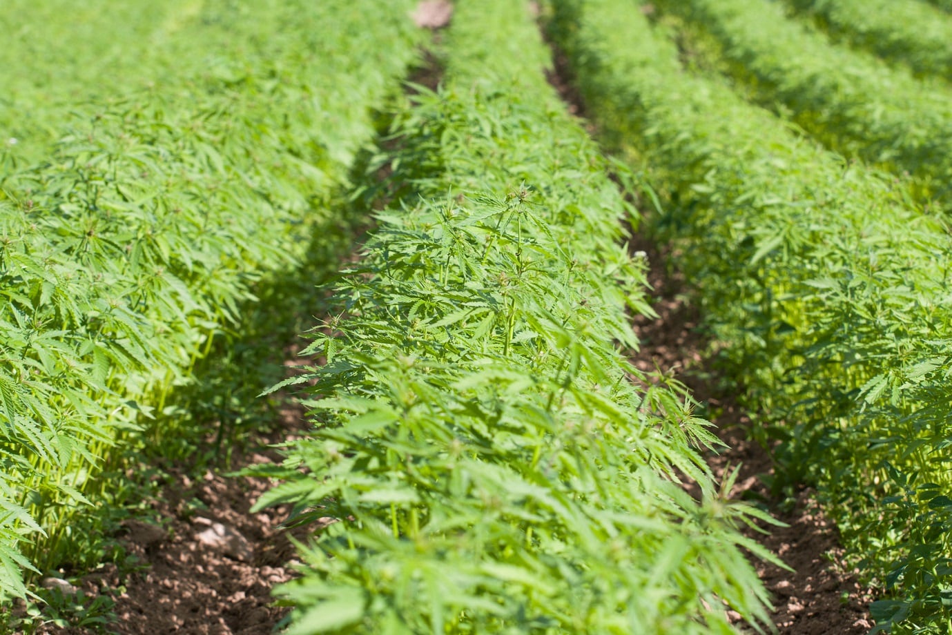 Kemin enters hemp-CBD space with Luxiva distillates range