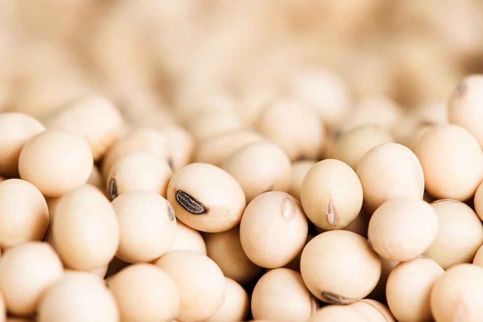Benson-Hill-introduces-ultra-high-protein-soybean-to-compete-with-soy-protein-concentrate.jpg
