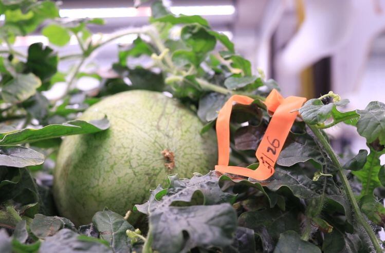 Elo to commercialize new high-intensity plant-based sweetener in 2025 with sweeter, cleaner taste than monk fruit extracts