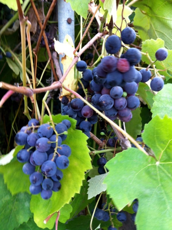Concord-grapes-mgrafx.jpg