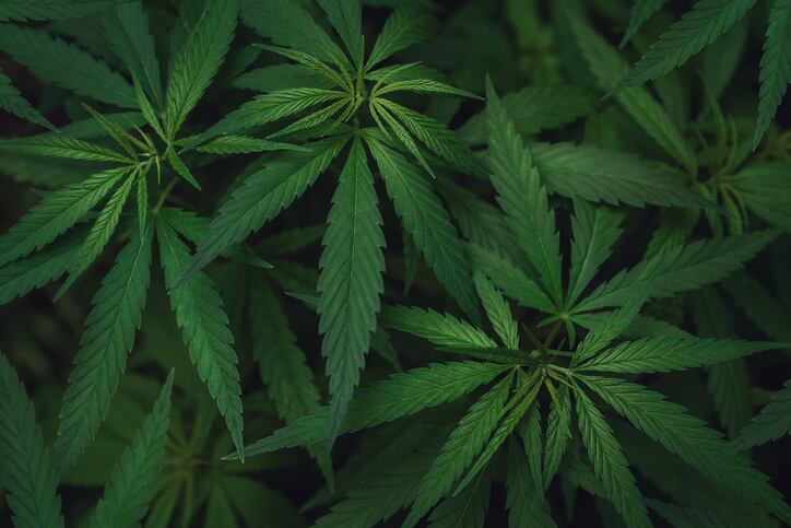 California-Gov.-Newsom-expected-to-sign-hemp-bill.jpg
