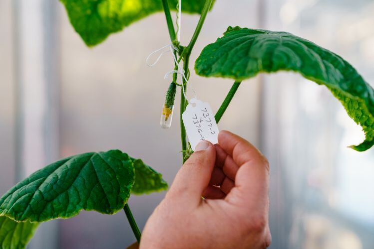 Row7_ExperimentalCucumberBud.jpg