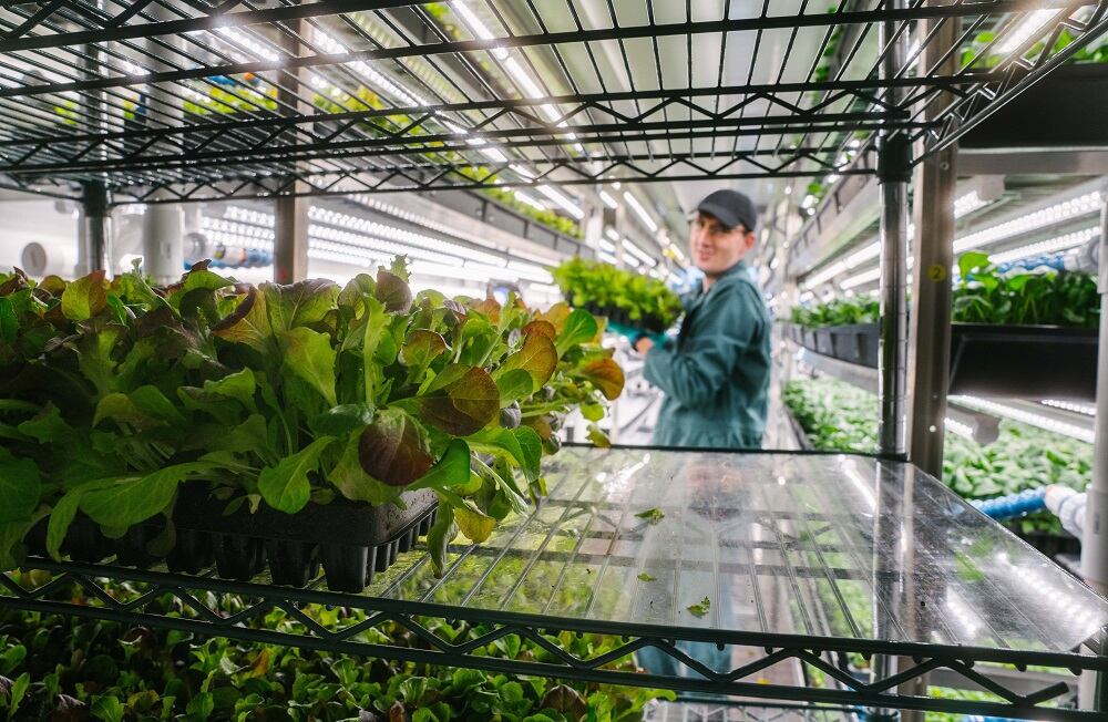 Square Roots teams up with UNFI to expand access to locally-grown leafy greens: 'We have the shortest supply chain possible'