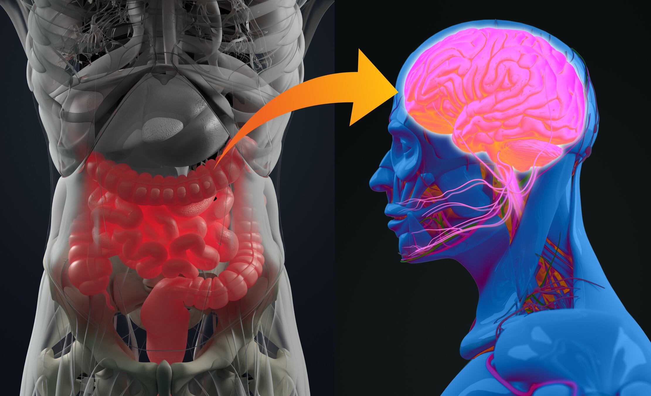 APC and Kerry Group explore new gut-brain concepts 