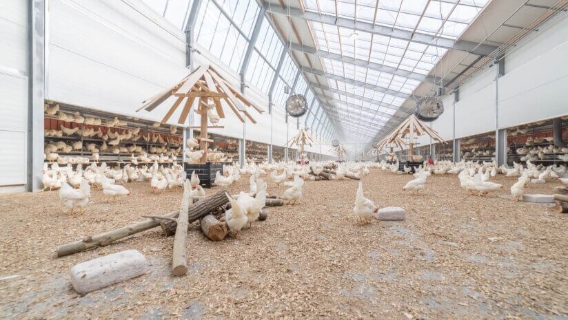 Kipster’s ‘carbon-neutral’ eggs at Kroger paves the way for possible US franchise expansion