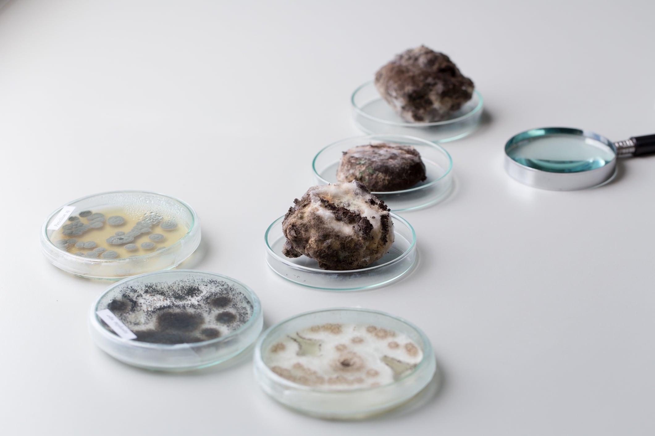 Asperillus niger in petri dish