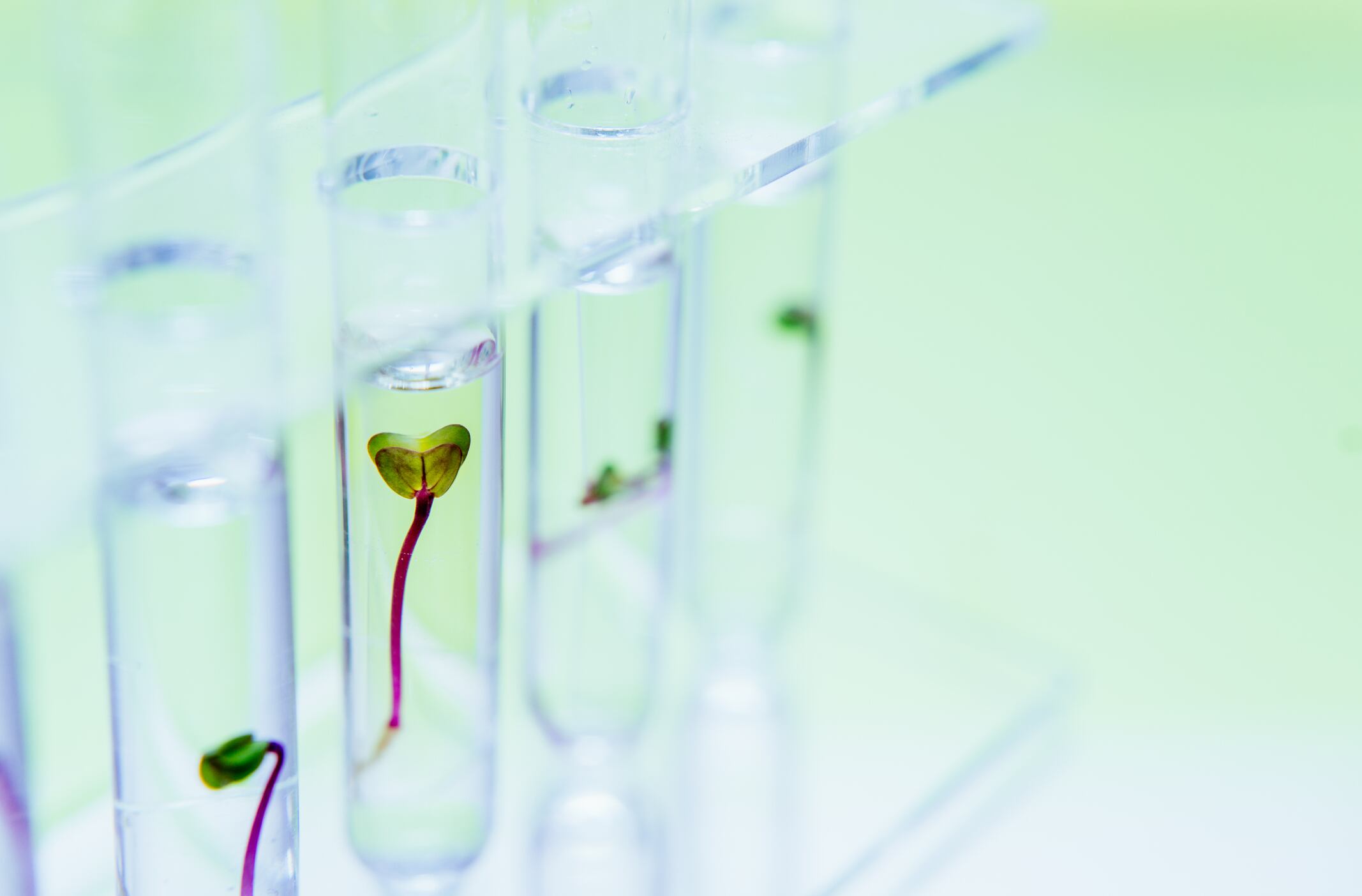 From cell culture media to structural scaffolding, a growing cohort of startups is reframing plant-based materials not as competing alternatives to cultivated meat, but as functional enablers that help the industry move from lab-scale experimentation to viable production.