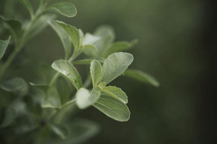 Ingredion acquires controlling stake in stevia supplier PureCircle 