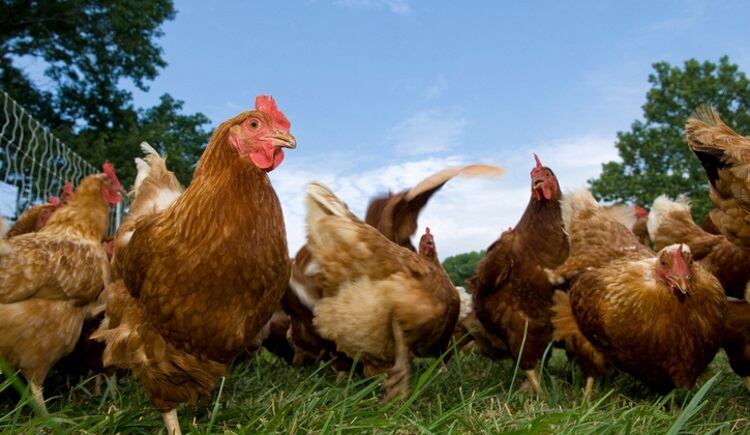 US Poultry & Egg Association allocates student grants