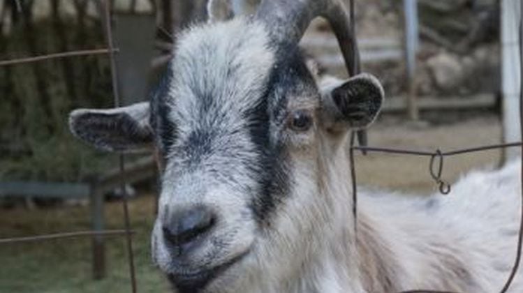 If-goatmilk-gets-a-pass-so-should-almondmilk-says-nonprofit-NMPF-counters-A-goat-produces-milk-a-bean-or-seed-does-not.jpg