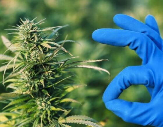 Don't forget the terpenes, hemp expert says