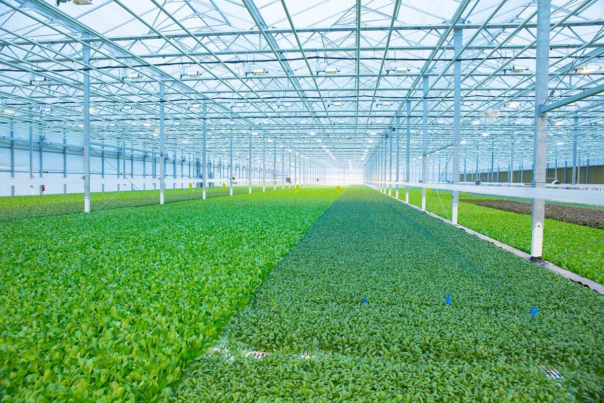 BrightFarms_indoor.jpg