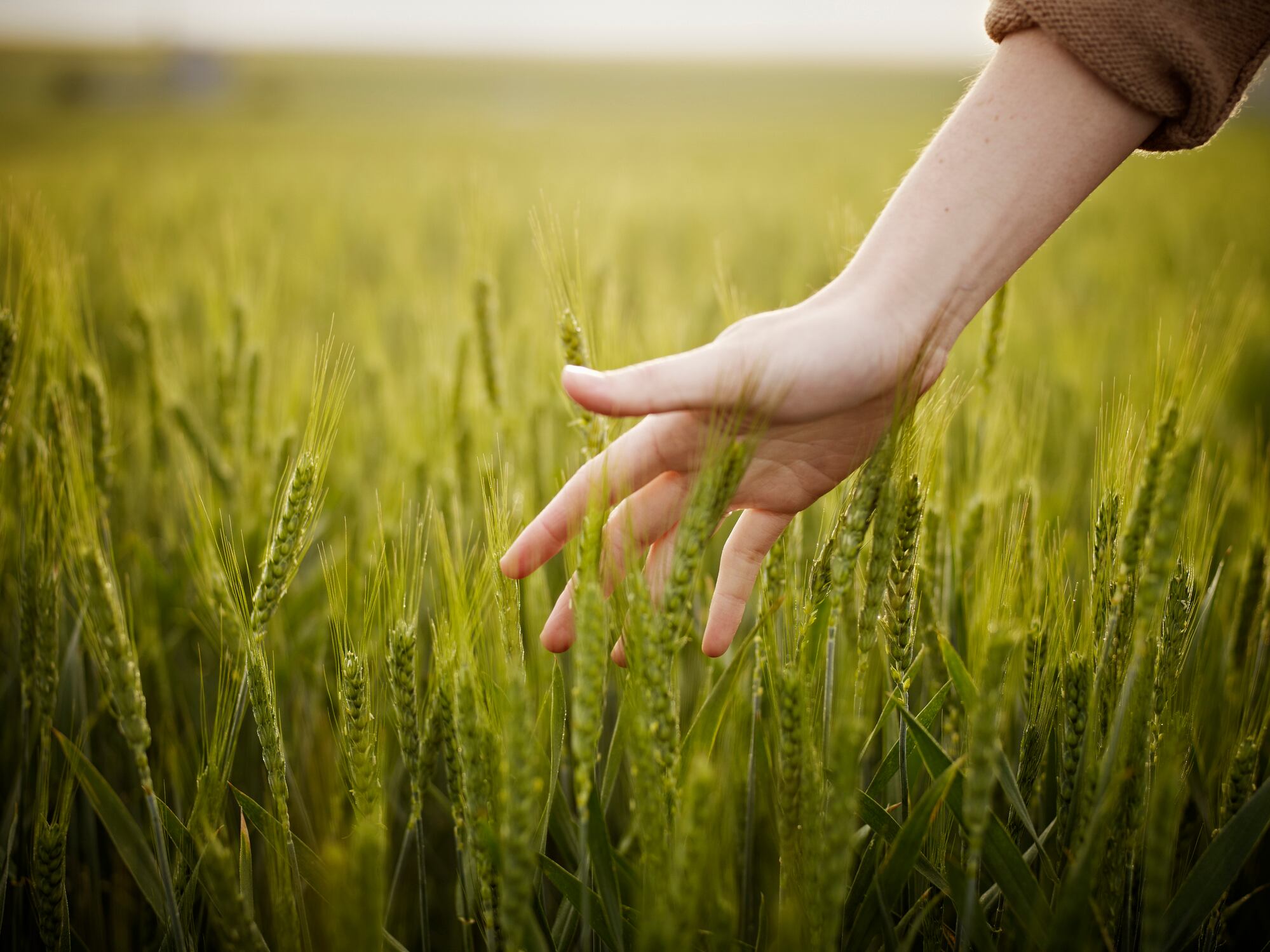 Woman's hand touching wheat in field.