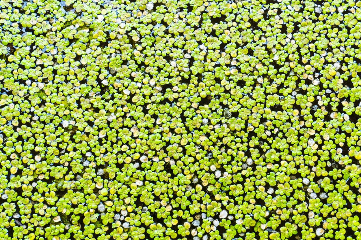 Plantible Foods targets food industry with plant-based duckweed protein that ‘functions like an egg white’