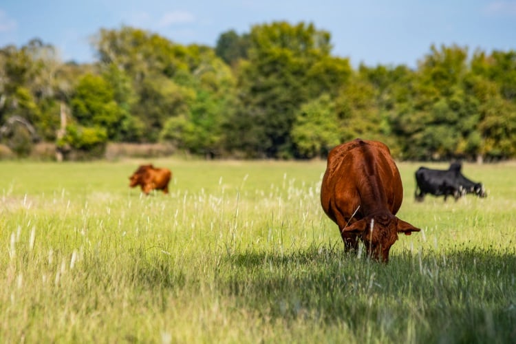 NAMI talks sustainability pressures for processors - LISTEN