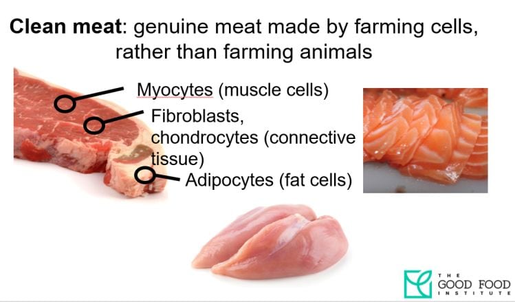 Clean-meat-good-food-institute.jpg