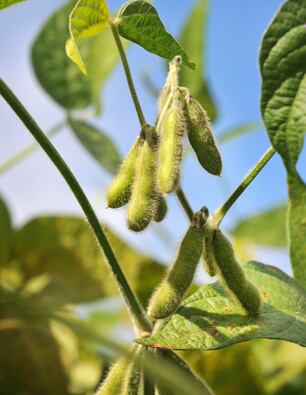 DuPont-soy-close-up.jpg