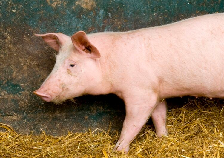 Detector dogs used to track smuggled pork from China