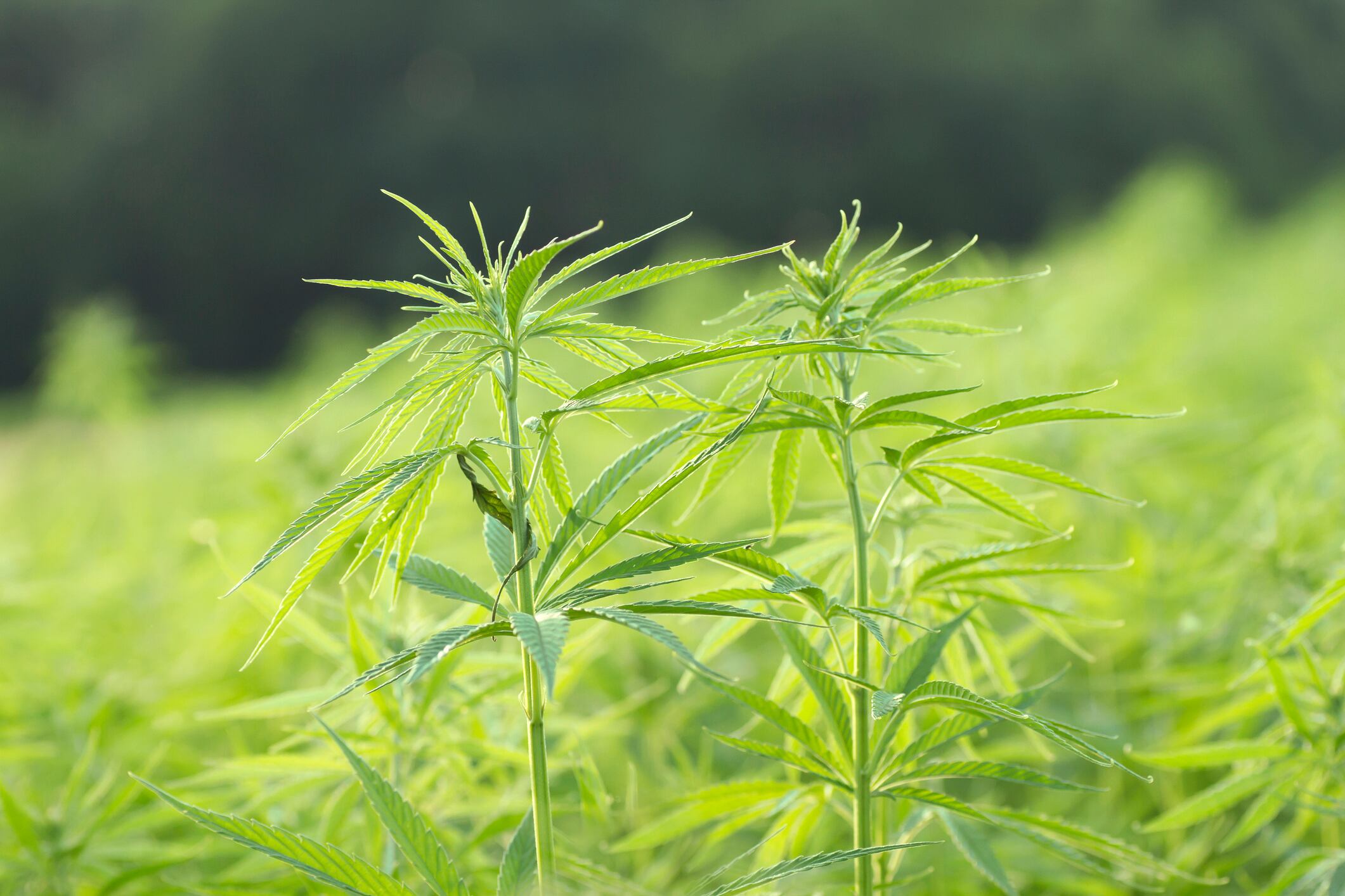 ‘Seminal findings’: First report of safety and efficacy of hemp-derived, CBD-rich extract in healthy humans