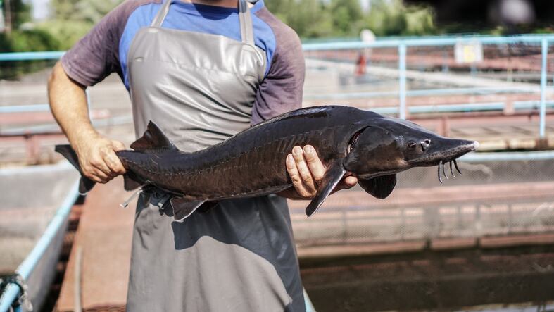 GettyImages-sturgeon-sub-job.jpg
