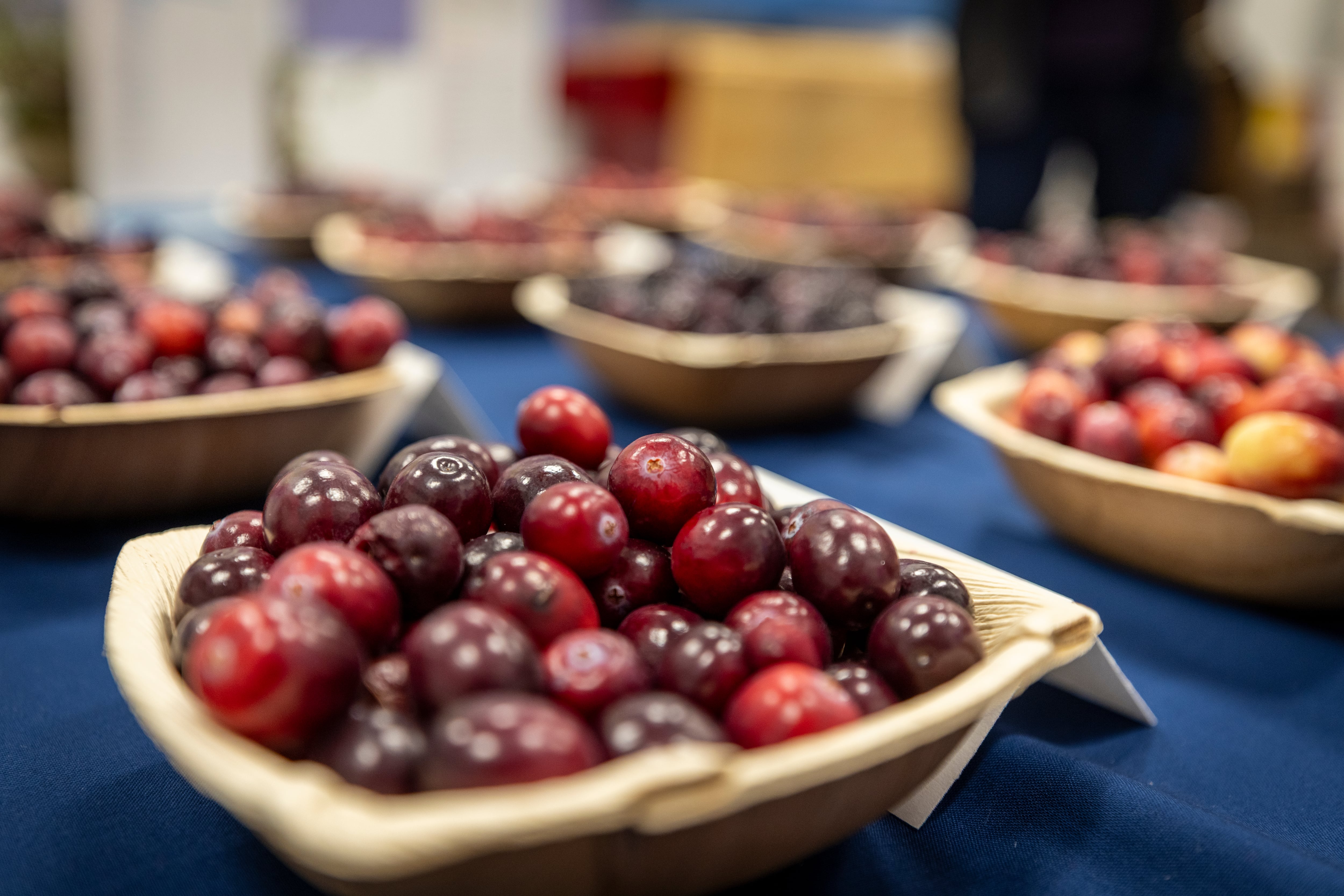 A typical cranberry bog will fill a big rig truck that holds 50,000 to 60,000 pounds.