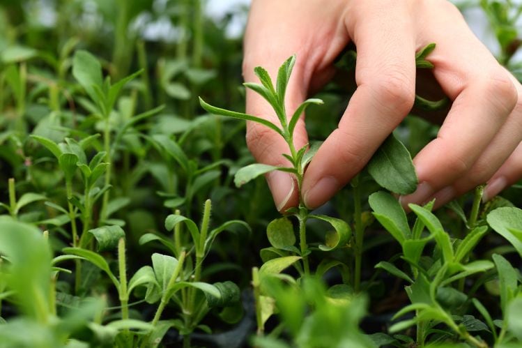 Stevia-Seedlings-credit-Howtian.jpg