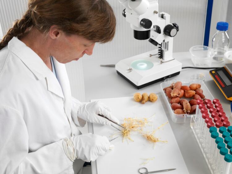 Analysing potatoes in a lab