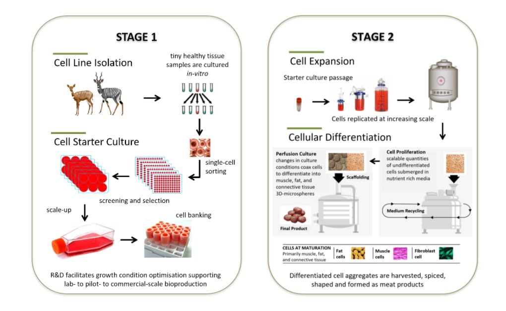 Mogale Meat Co: Cell-cultured meat for Africa's rapidly-growing population