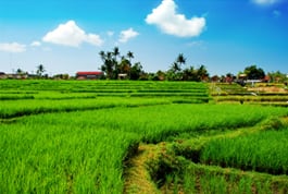 rice-axiom-field.jpg