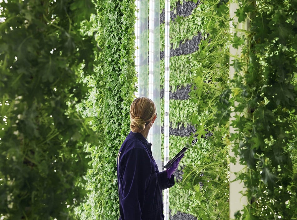 Plenty-rolls-out-hydroponic-leafy-greens-to-Albertsons-California-stores.jpg