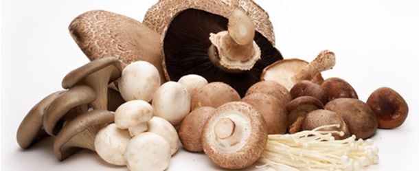 Mushrooms-pic-TheMushroomCuncil.jpg